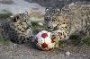 snowleopard