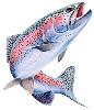 Slippery Trout